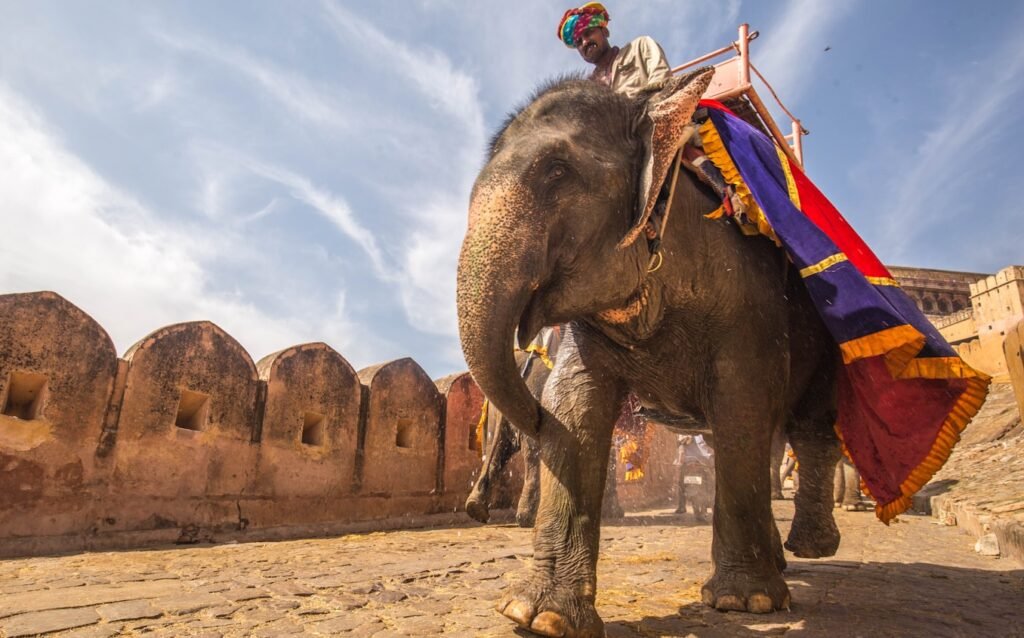 man riding on walking elephant at daytime