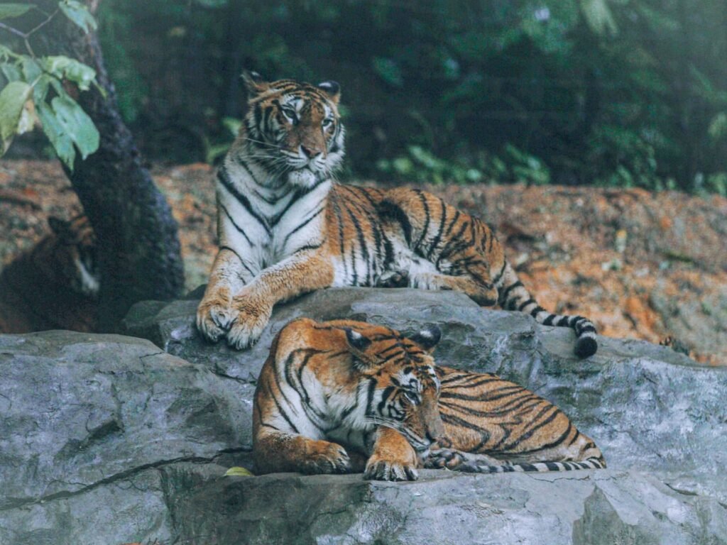 Two Bengal tigers relaxing on a rock amidst lush greenery, portraying wildlife serenity.